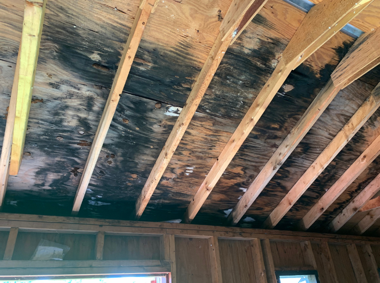 mold repair